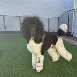Danish - Parti male Poodle puppy in Parker, Colorado from Pawsh K9’s