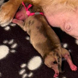 Pink Collar Female - Dapple female Dachshund puppy in Madison, Michigan from Jensen Dobermans and Dachshunds