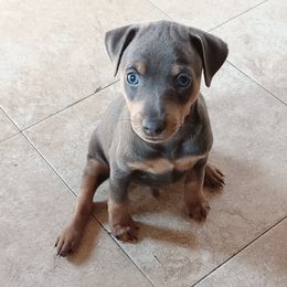 Miniature Pinscher Puppies from Meek's Min Pins