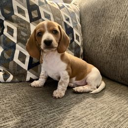 Dachshund Puppies from Wee Doggies Inc Just Dachshunds