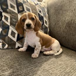 Dachshund Puppies from Wee Doggies Inc Just Dachshunds