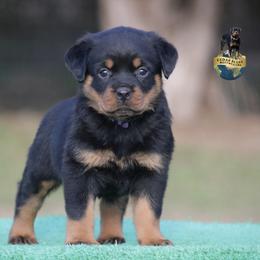 Romi - Black and mahogany female Rottweiler puppy in Uniontown, Alabama from CedarBluff Rottweilers