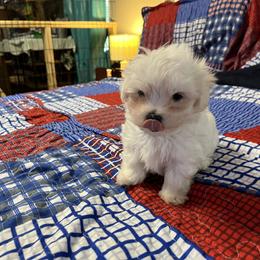 Black Collar Male - White male Maltese puppy in Jasper, Tennessee from Roberts Kennels