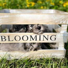 Aussiedoodle, Bordoodle, and Chesapeake Bay Retriever Puppies from Dood B Ranch