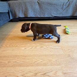 1 - Black female German Shorthaired Pointer puppy in Kathleen, Florida from Alex Yates GSP's