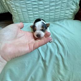 Male parti - Parti male Yorkshire Terrier puppy in Pikeville, North Carolina from A Yorkie’s World