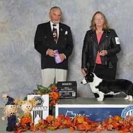 Puck - Cardigan Welsh Corgi