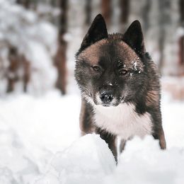 Siberian Husky puppies from Hill Top Huskies