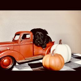 Miniature Schnauzer puppies from Nichols Miniature Schnauzers