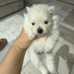 Boy 1 - Cream male Pomeranian puppy in Meridian, Idaho from Precious poms