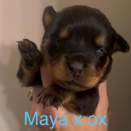 Blue collar - Black and mahogany female Rottweiler puppy in Birmingham, Alabama from K&B Rotts