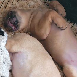 Cane Corso Puppies from Red Wood Cane Corso