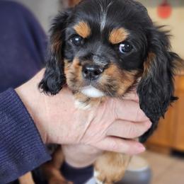 Garfunkel - Black and tan male Cavalier King Charles Spaniel puppy in Waterloo, Iowa from Muddy Paws Cavaliers