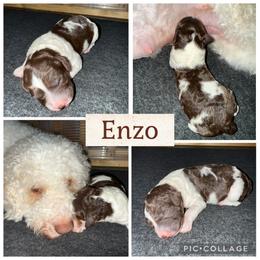 Enzo - Brown male Lagotto Romagnolo puppy in Vancouver, Washington from Riverside Lagottos