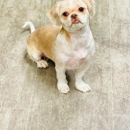 Lilly - Shih Tzu