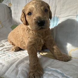 Goldendoodle Puppies from Cassie Farms