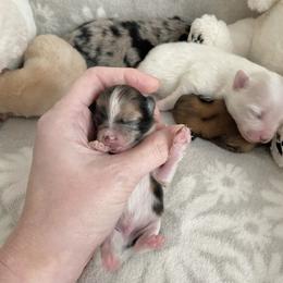 Teenie tri merle parti - Blue merle male Pomeranian puppy in Kelso, Washington from Highlander Pomeranians