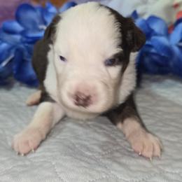 Boy 2 - male Australian Shepherd puppy in Lakeland, Florida from Aussies of Hope LLC