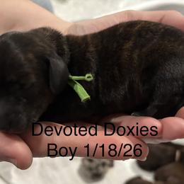 Green Collar - Brindle male Dachshund puppy in Belfair, Washington from Devoted Doxies, Lorraine’s Yorkies