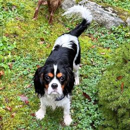Finn - Cavalier King Charles Spaniel