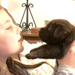 Labrador Retriever Puppies from Tuckwet Labradors