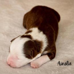 Ainslie - Red tri female Miniature Australian Shepherd puppy in Blackfoot, Idaho from Bellewynd Acres