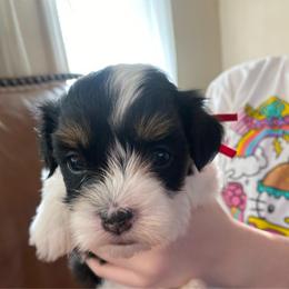Red collar boy - Black and white male Havanese puppy in Milwaukie, Oregon from Hoodview Havanese