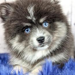 Pomskies from Pocket Pomskys
