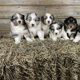 Australian Shepherd Puppies from OR Aussies