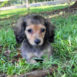 Shaded cream - Cream female Dachshund puppy in Ashford, Alabama from Circle City Dachshunds