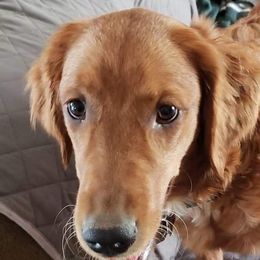 Aspen - Golden Retriever