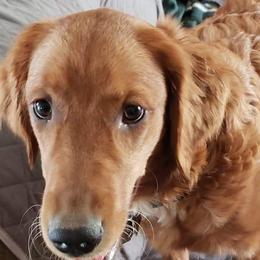 Aspen - Golden Retriever