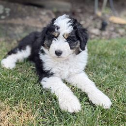 Boy 1 - male Aussiedoodle puppy in Colbert, Washington from Bright Aussiedoodles