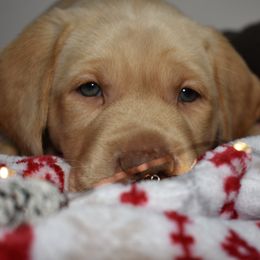 Dilute Retriever Puppies from Wicked Pines Retrievers