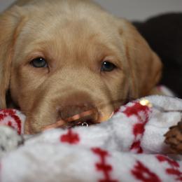 Dilute Retriever Puppies from Wicked Pines Retrievers