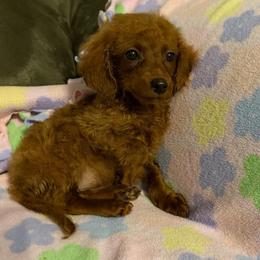 Lillian - Apricot female Goldendoodle puppy in Centralia, Missouri from Oodles Of Doodles Mo.