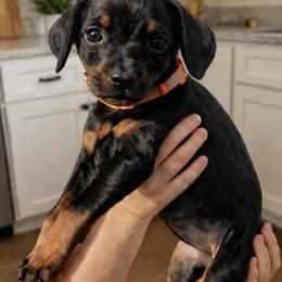 Melissa Duck - Black and rust female Doberman Pinscher puppy in Wellington, Ohio from Jessie (TDD, llc)
