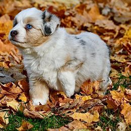 Sapphire - Blue merle female Miniature Australian Shepherd puppy in Bristow, Iowa from Pine Ridge Toy Aussies