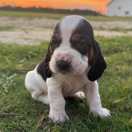 Purple - Black brown and white female Basset Hound puppy in Douglas, Georgia from Huffer Hounds and Havanese