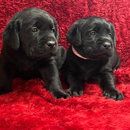 Black Female- Pink - Black female Labrador Retriever puppy in Beaverdam, Virginia from Gold Heart Labradors