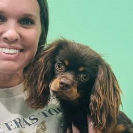 Cavapoos, Goldendoodles, and Poodles from Hilltop Doodles KY LLC