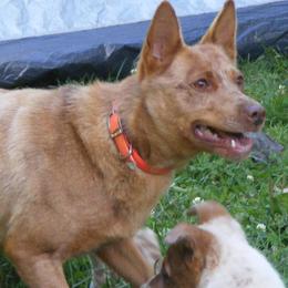 Australian Cattle Dogs and Chihuahuas from Cherished Chihuahuas