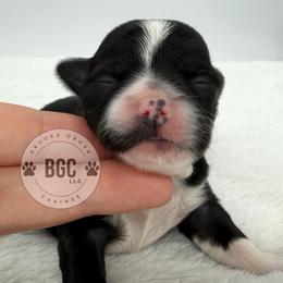 Joker - Black and white male Chihuahua puppy in Forsyth, Georgia from Brooks Grove Canines LLC
