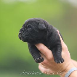 Girl 3 - Black brindle female Cane Corso puppy in Cable, Ohio from Americana Cane Corso