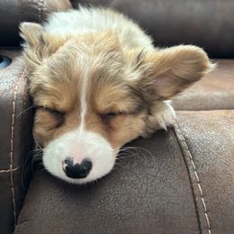 Pembroke Welsh Corgi Puppies from Trowbridge Corgis