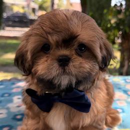 Mason - Red male Shih Tzu puppy in Hemet, California from Aloha Shih Tzu