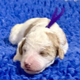 Purple Collar - Apricot female Australian Labradoodle puppy in Coeur D'alene, Idaho from Lake City Labradoodles