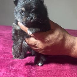 Shaq - Black and tan male Pomeranian puppy in Kansas City, Missouri from S&K Pomeranians