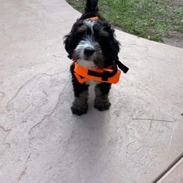 Bernedoodle and Goldendoodle All Grown Up from Stony Meadow Puppies