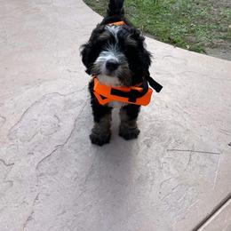 Bernedoodle and Goldendoodle All Grown Up from Stony Meadow Puppies